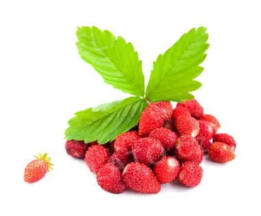 3 kg - Ochucovací pasta Jahoda lesní, Pregel