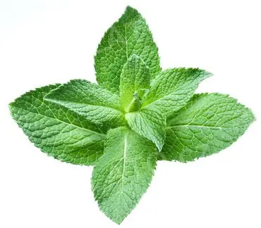 3 kg - Ochucovací pasta Mojito, Pregel