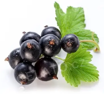 1,5 kg - Pyré Černý rybíz 100%