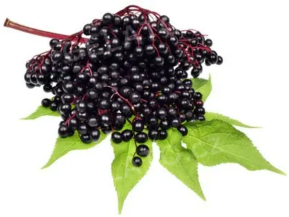 1 kg - Černý bez plody - poleva s kousky, LineaGel, AKCE